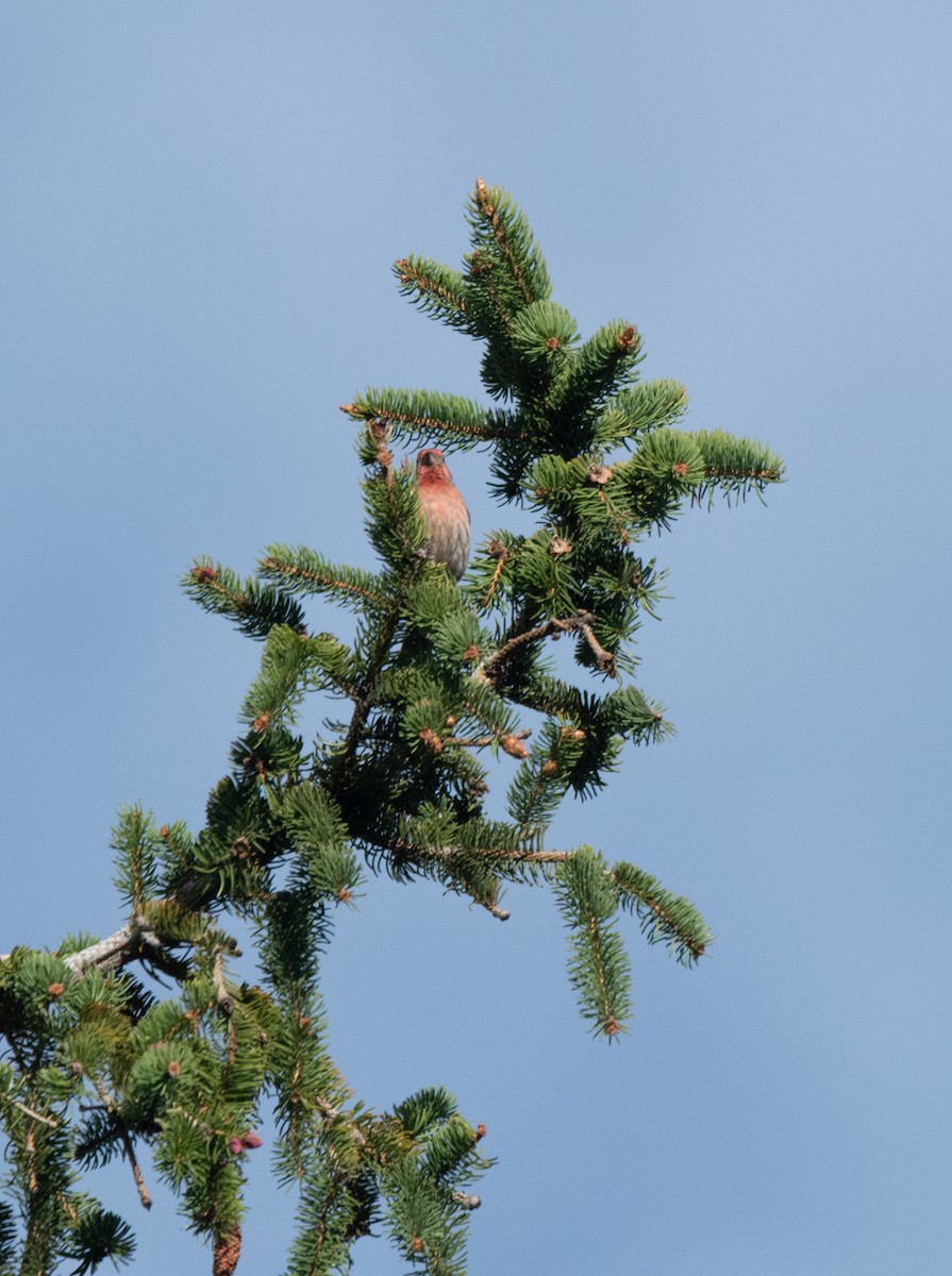 House Finch - ML617551834