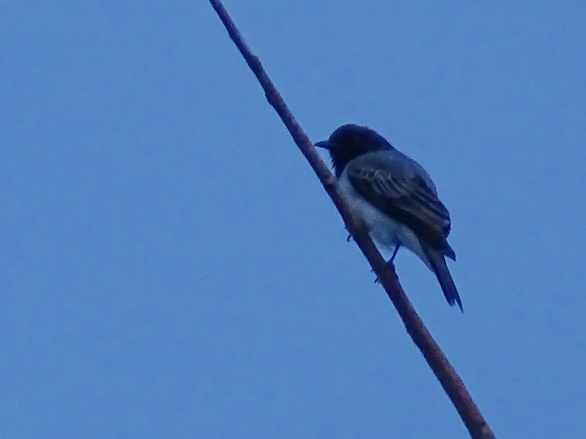 Black-headed Cuckooshrike - ML617551839