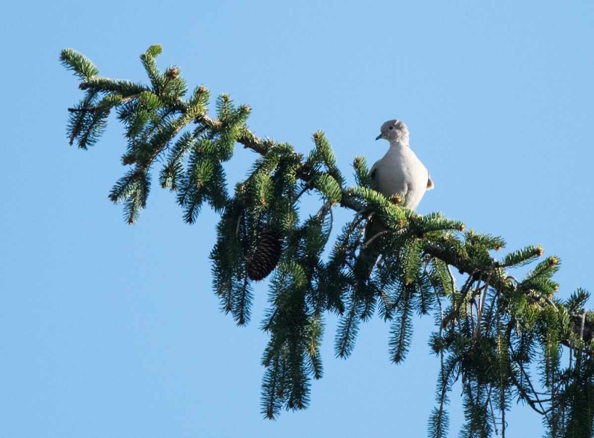 Eurasian Collared-Dove - ML617551860