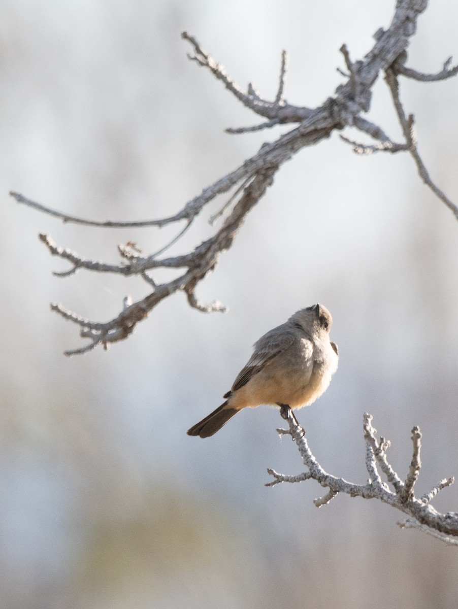 Say's Phoebe - ML617551861