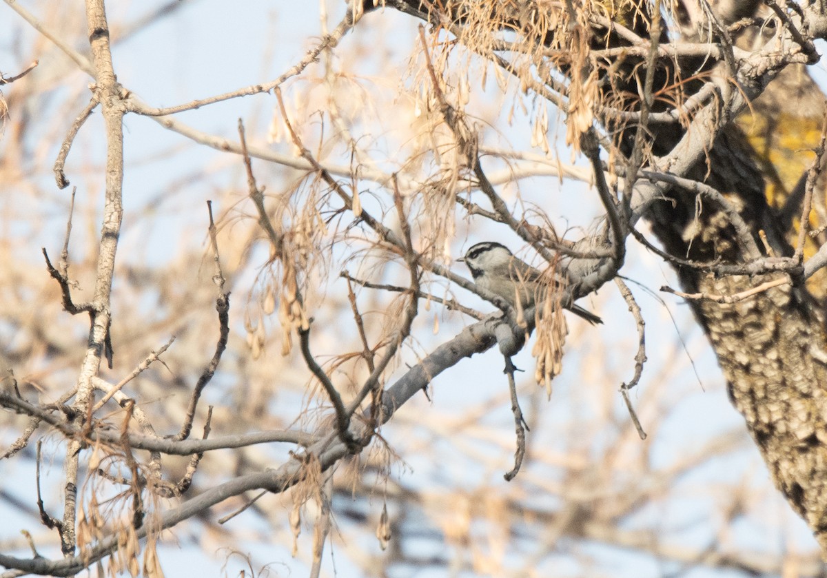 Mountain Chickadee - ML617551873