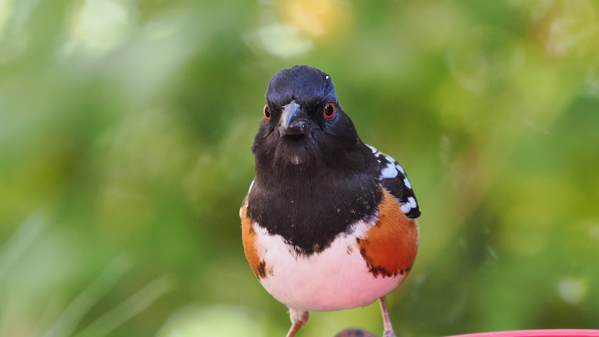 Spotted Towhee - ML617551962