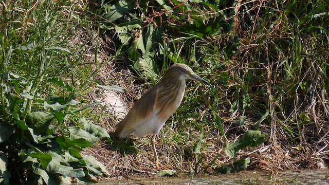 Squacco Heron - ML617551974