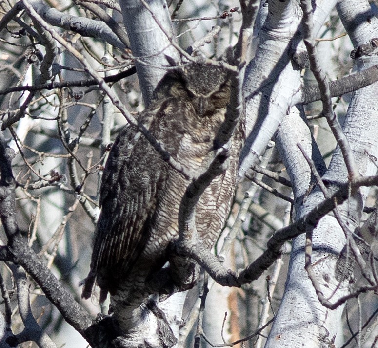 Great Horned Owl - ML617551999