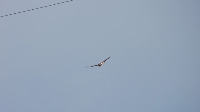 Long-legged Buzzard - ML617552009