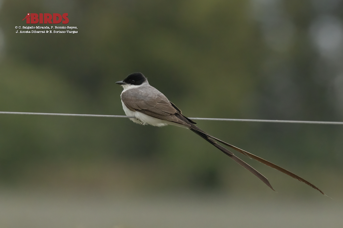 Fork-tailed Flycatcher - ML617552047