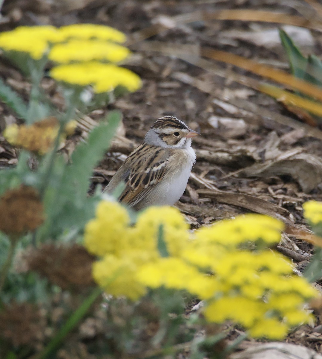 Clay-colored Sparrow - ML617552060