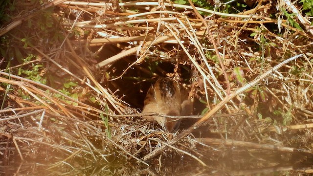 Little Crake - ML617552071