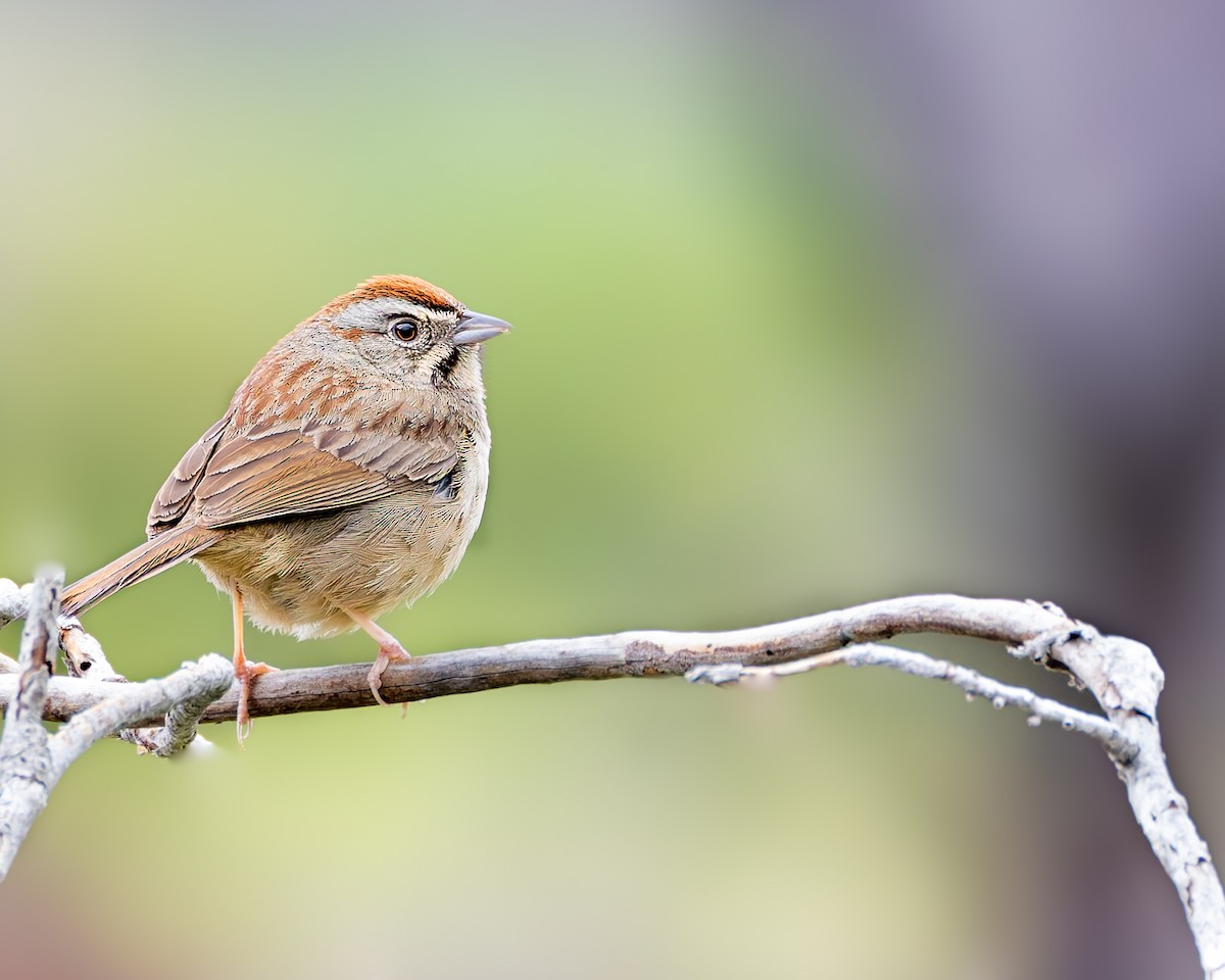 Rufous-crowned Sparrow - Mark Sawyer