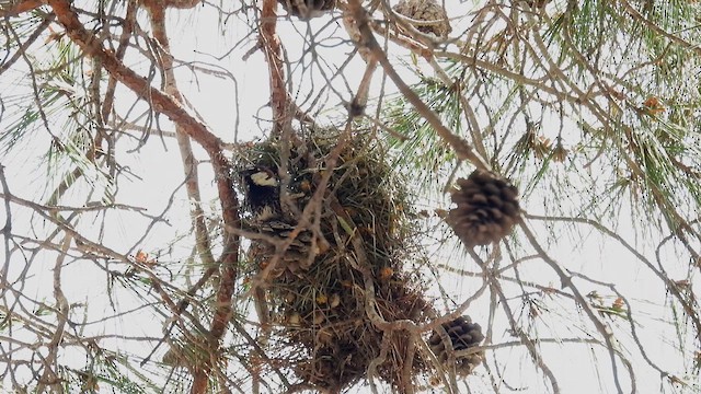 Moineau espagnol - ML617552109