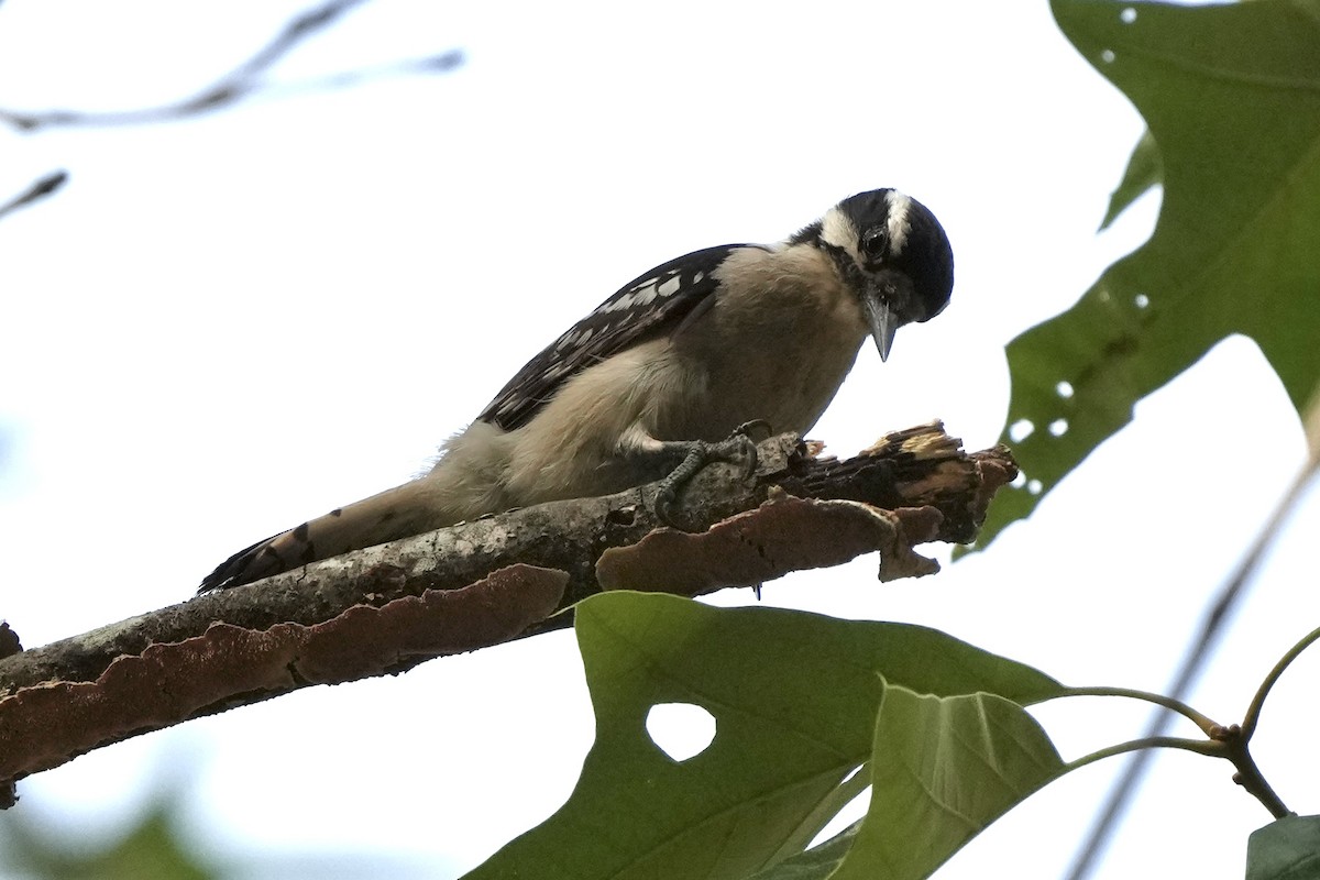 Downy Woodpecker - ML617552124