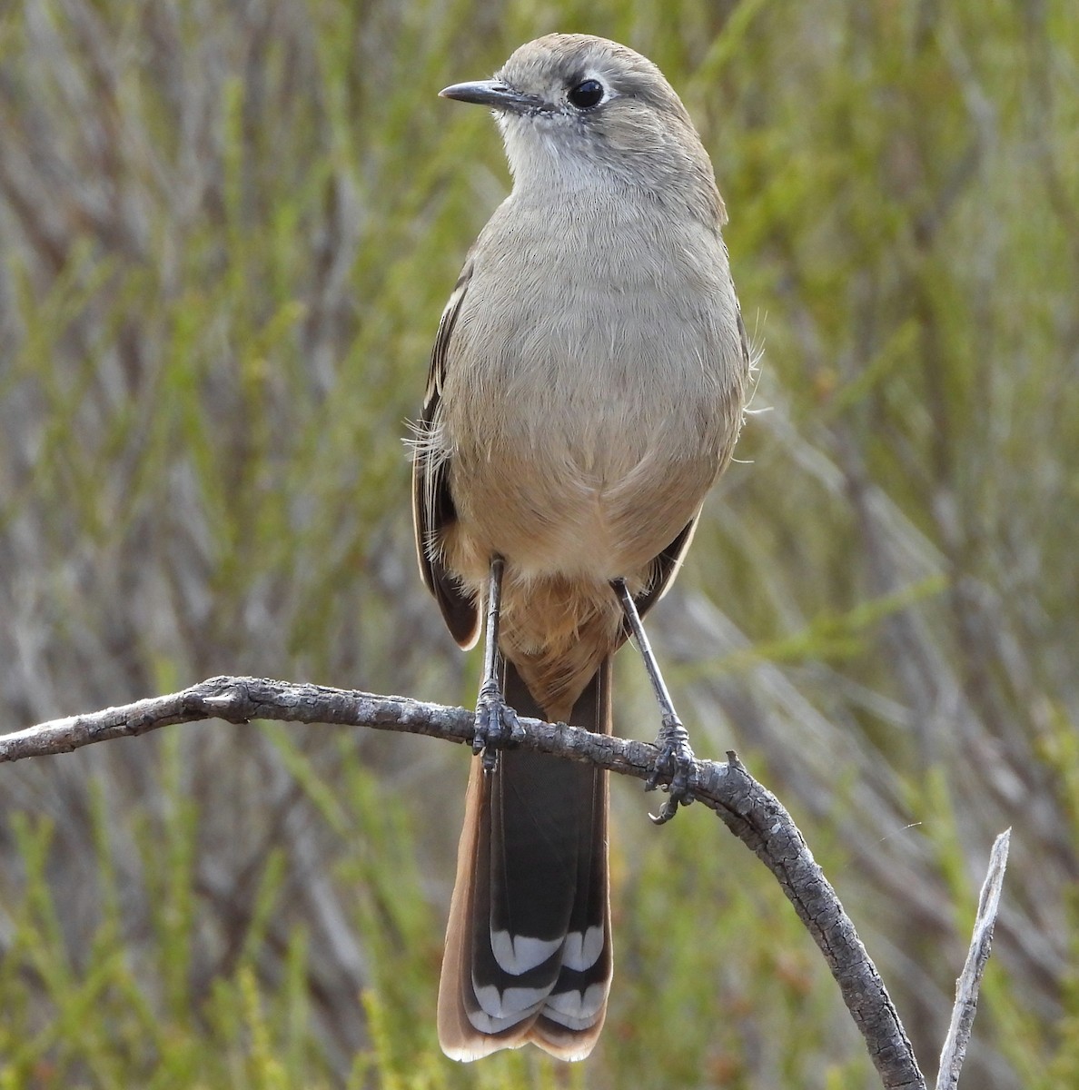 Southern Scrub-Robin - ML617552143