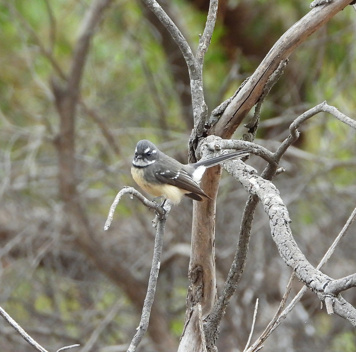 Gray Fantail - ML617552151