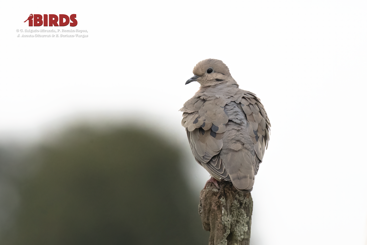 Eared Dove - ML617552162