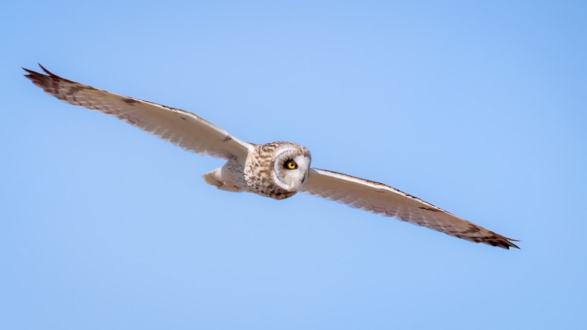 Short-eared Owl - Scott Vulstek