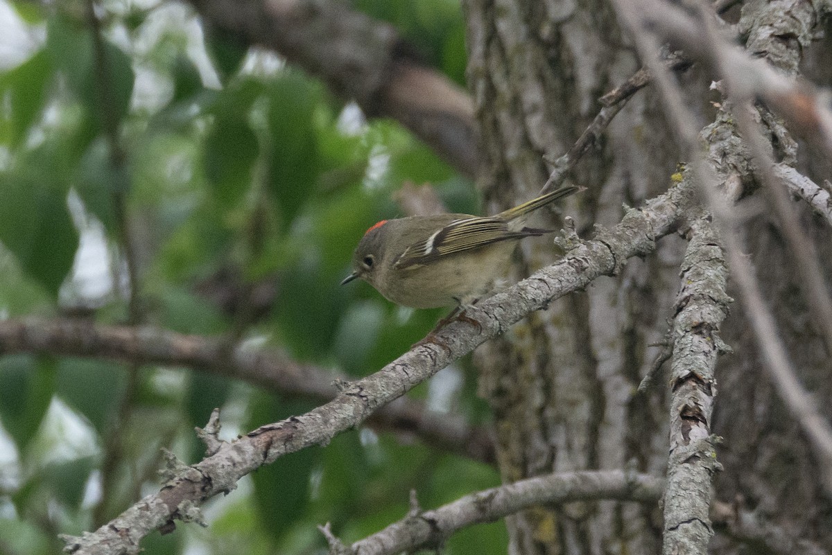 Ruby-crowned Kinglet - ML617552164