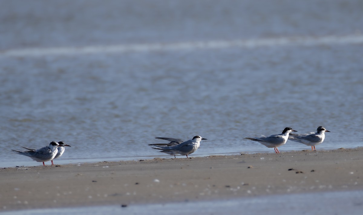 Forster's Tern - ML617552176