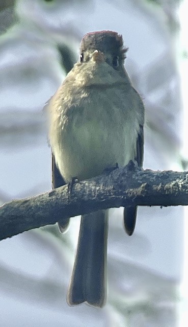 Western Flycatcher (Pacific-slope) - Jeri Langham