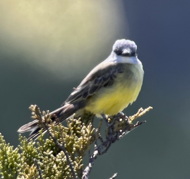 Tropical Kingbird - ML617552185