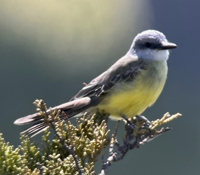 Tropical Kingbird - ML617552186