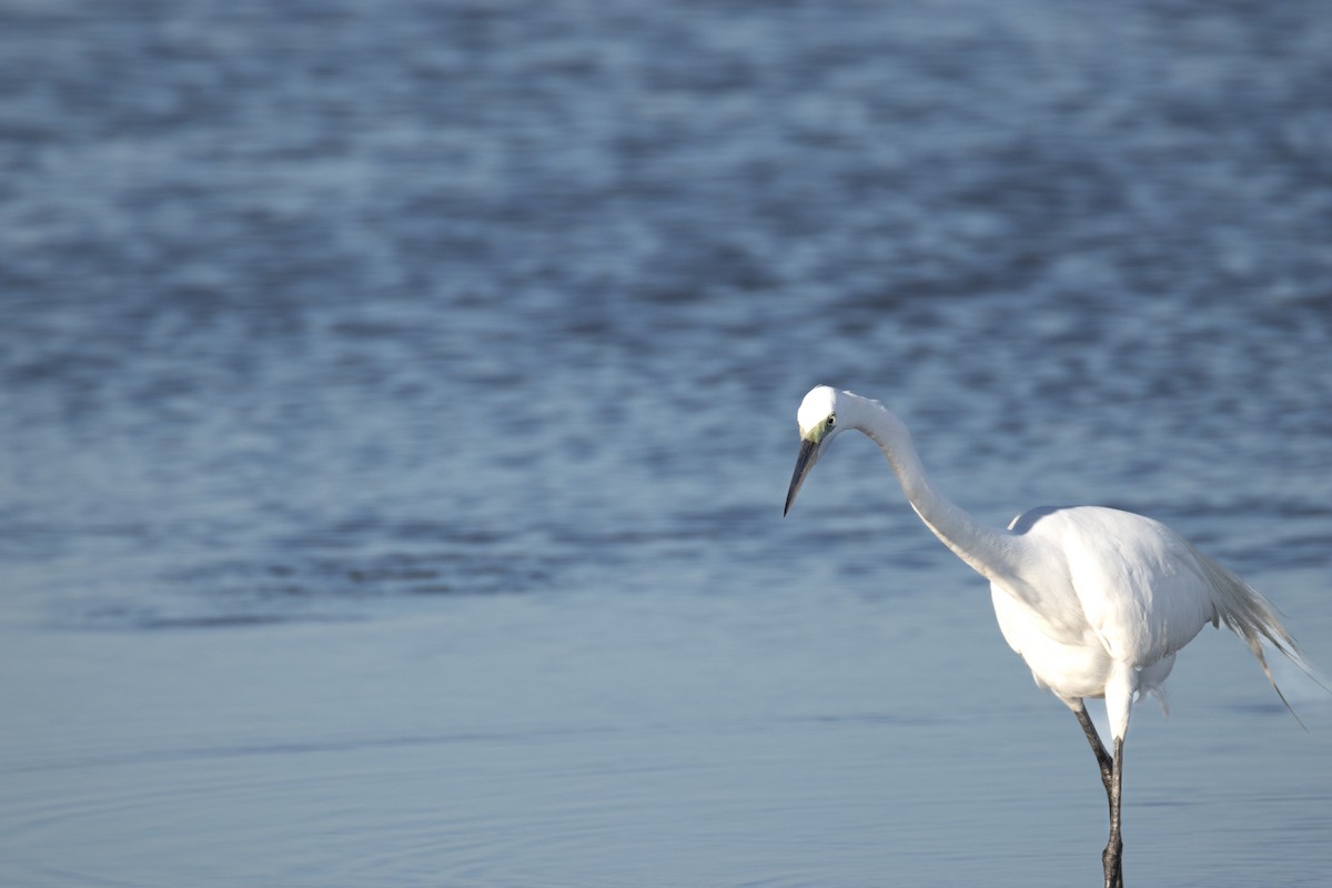 Great Egret - ML617552191