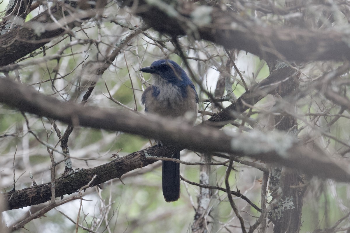 Woodhouse's Scrub-Jay (Woodhouse's) - ML617552222