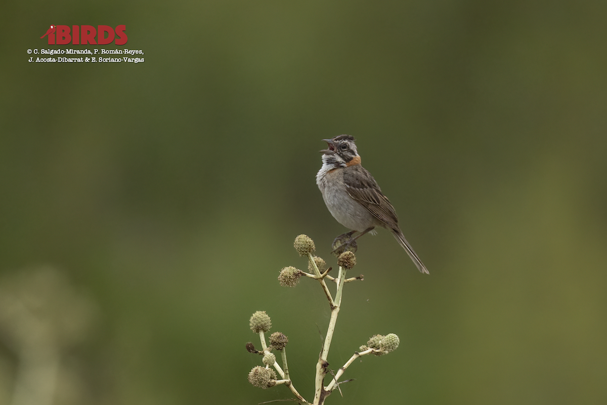 Rufous-collared Sparrow - ML617552264