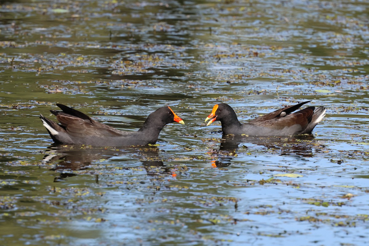 Dusky Moorhen - ML617552271