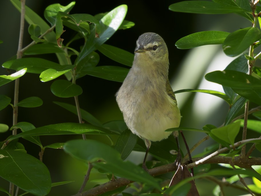 Tennessee Warbler - ML617552277