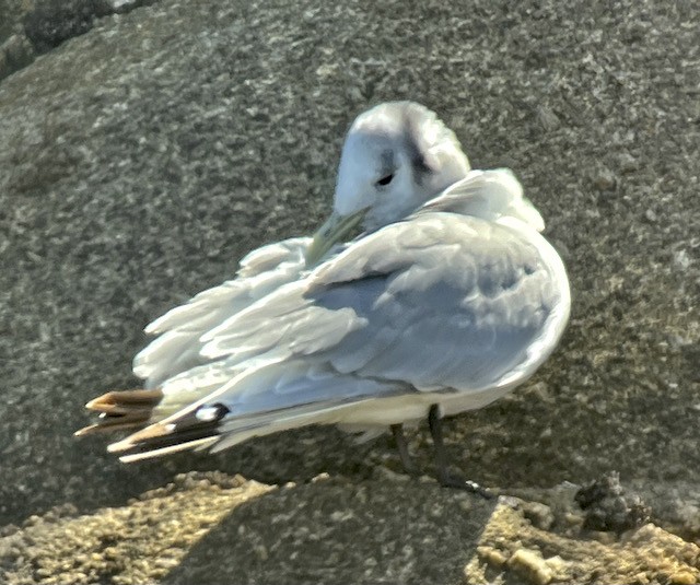 Black-legged Kittiwake - ML617552285