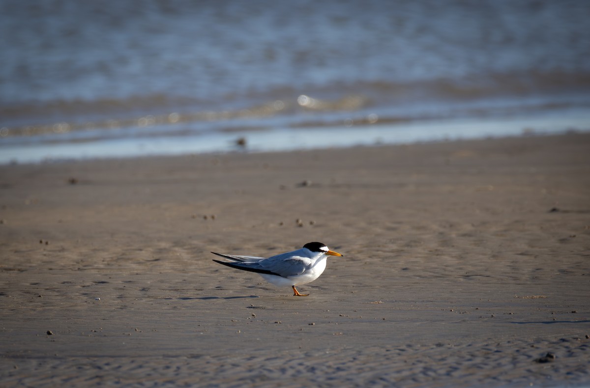 Least Tern - ML617552306