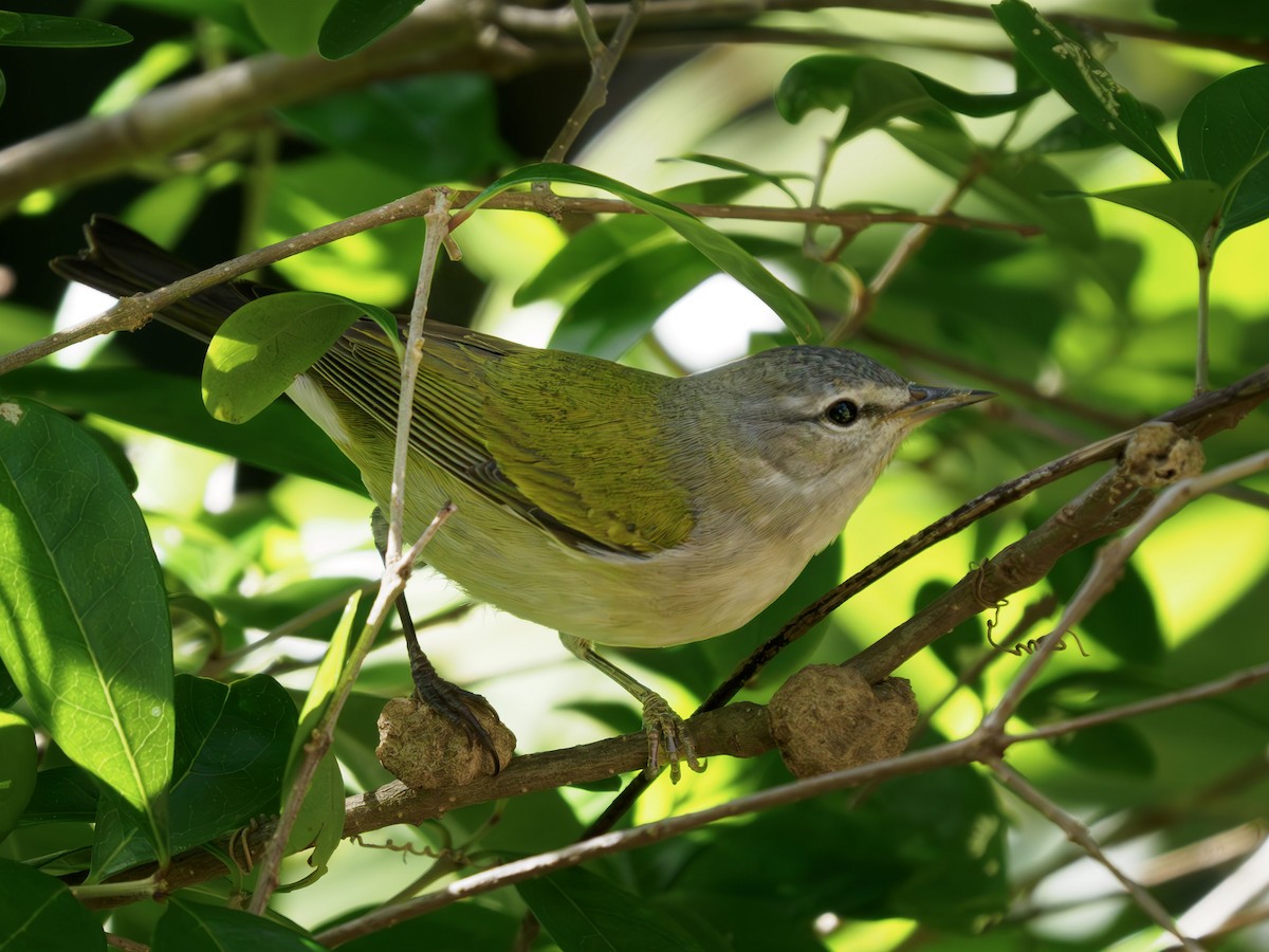 Tennessee Warbler - ML617552322