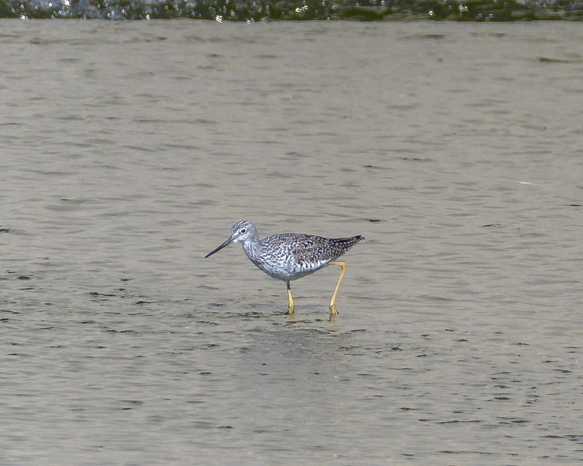 Greater Yellowlegs - ML617552333