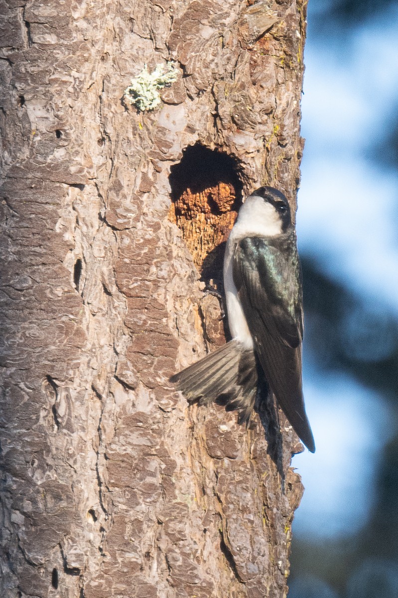 Tree Swallow - ML617552358