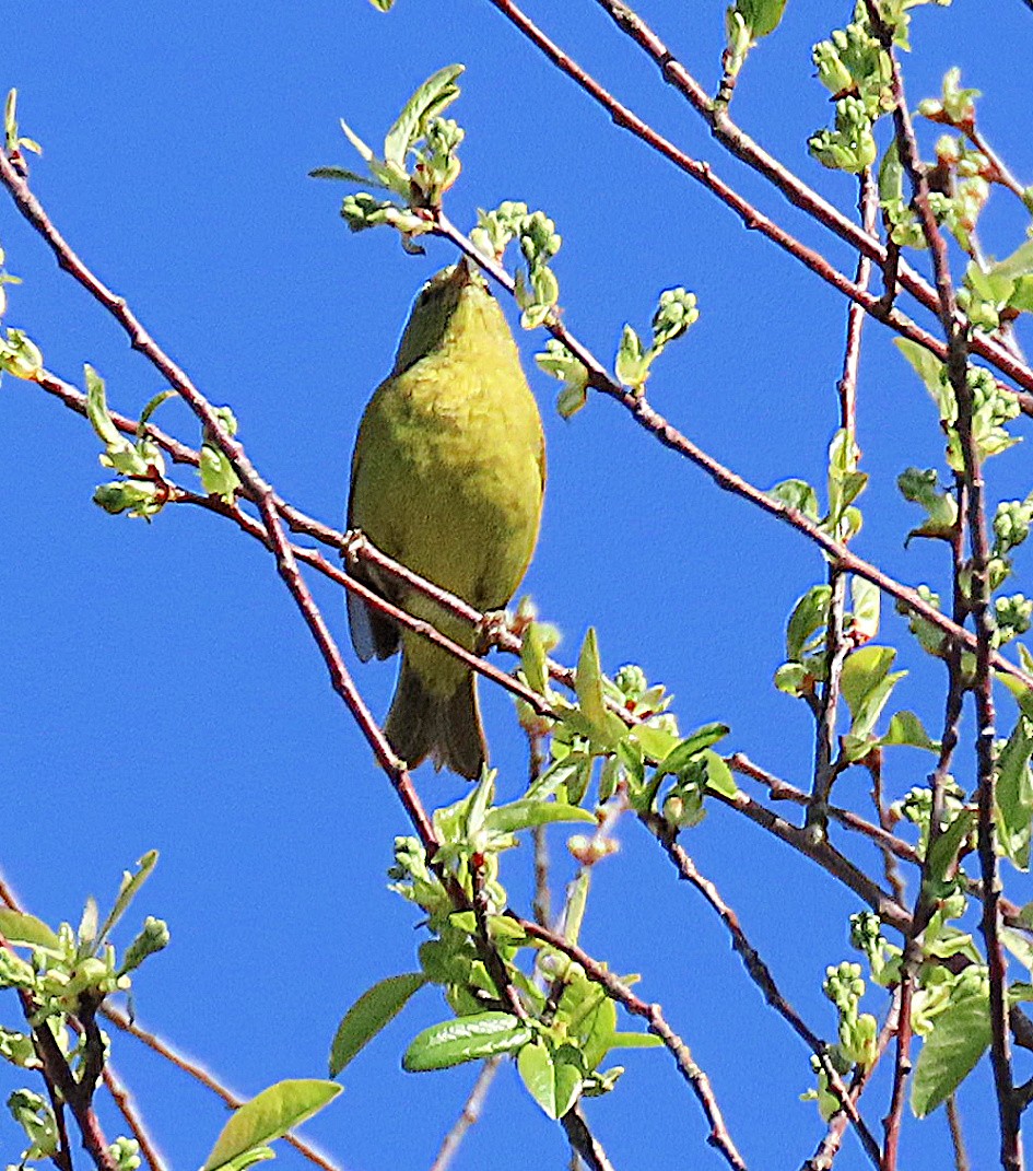 Orange-crowned Warbler - ML617552370