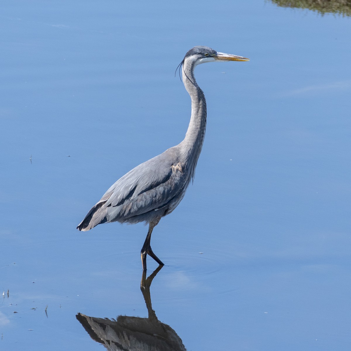 Great Blue Heron - James Kendall