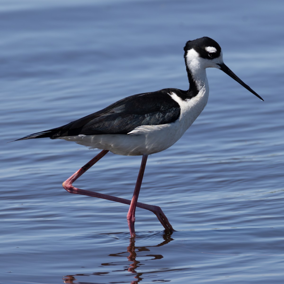 Black-necked Stilt - ML617552399