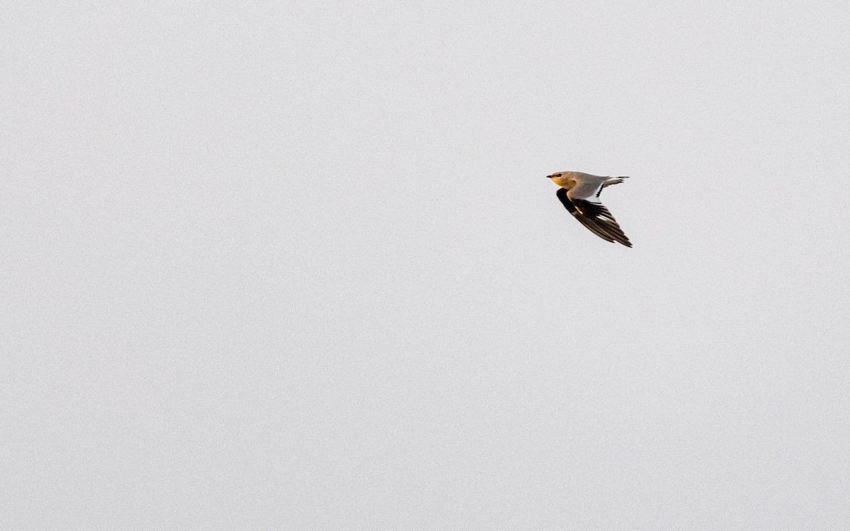 Small Pratincole - Adithya Bhat