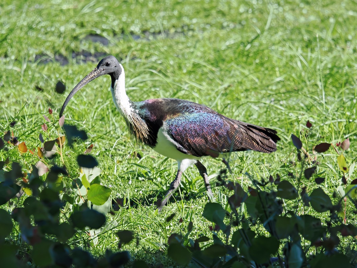 Straw-necked Ibis - ML617552437