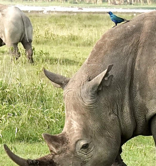 Greater Blue-eared Starling - ML617552439