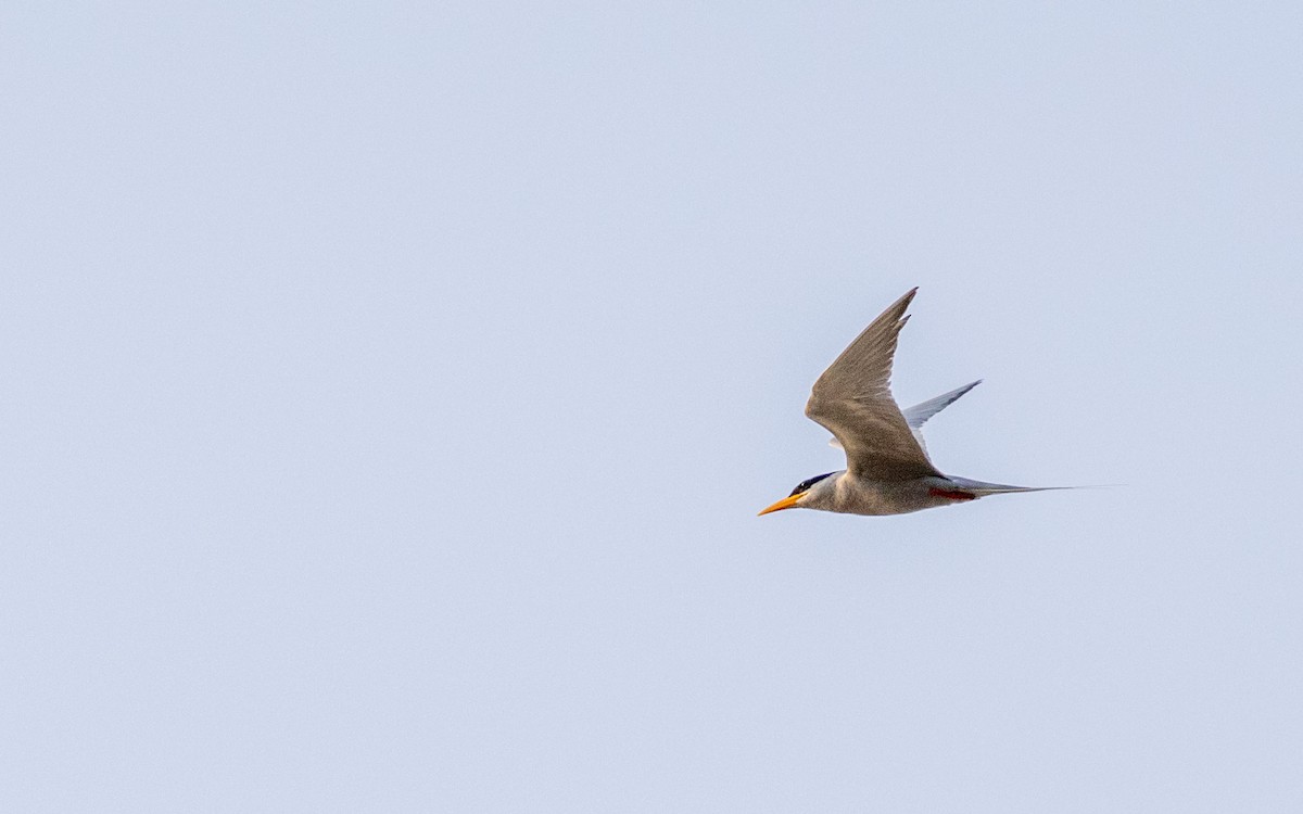 River Tern - Adithya Bhat