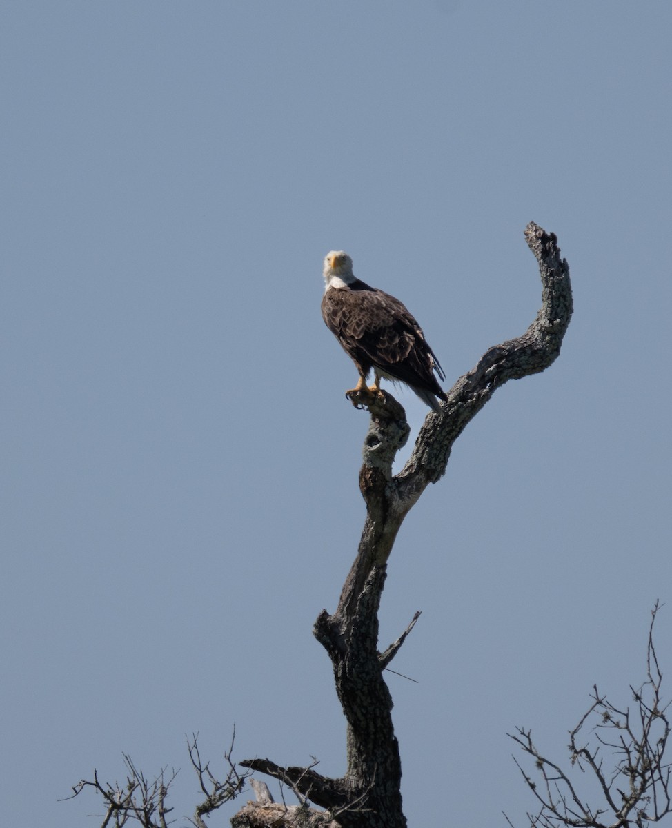 Bald Eagle - ML617552478