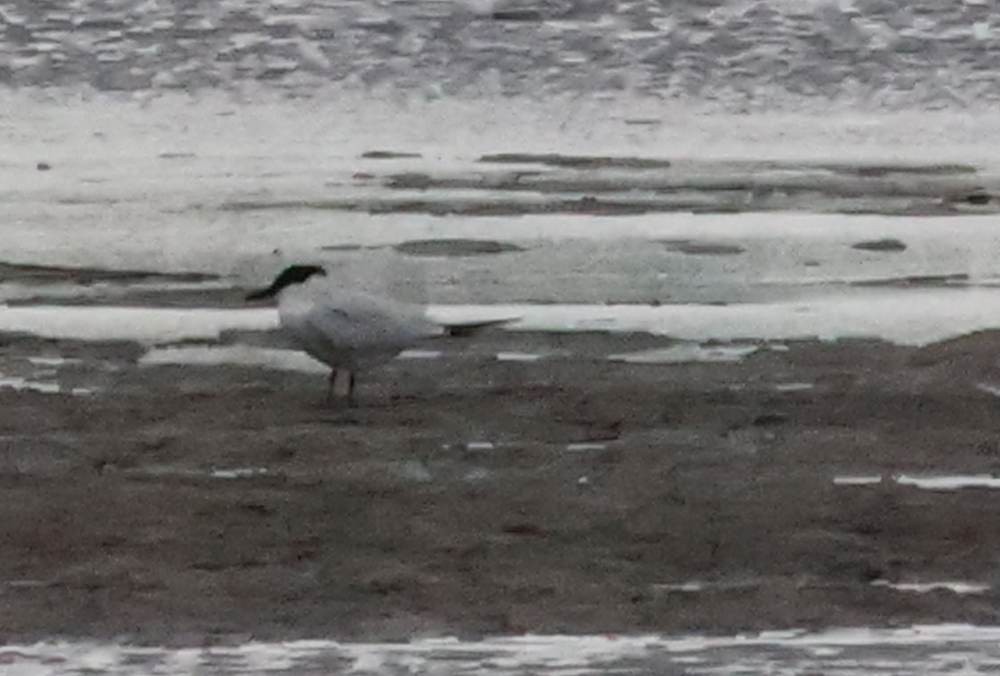 Australian Tern - ML617552495