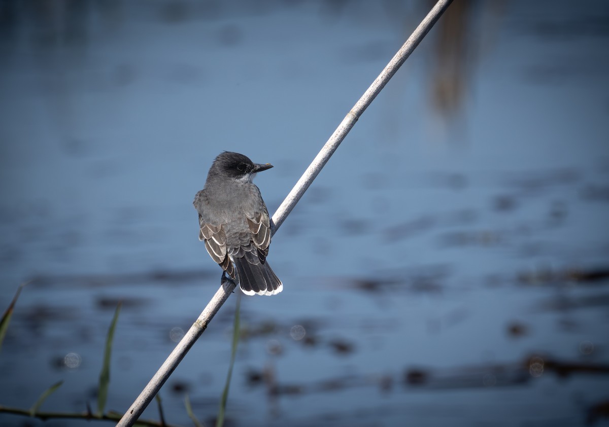 Eastern Kingbird - ML617552505