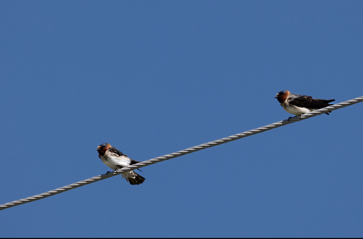 Cliff Swallow - ML617552522