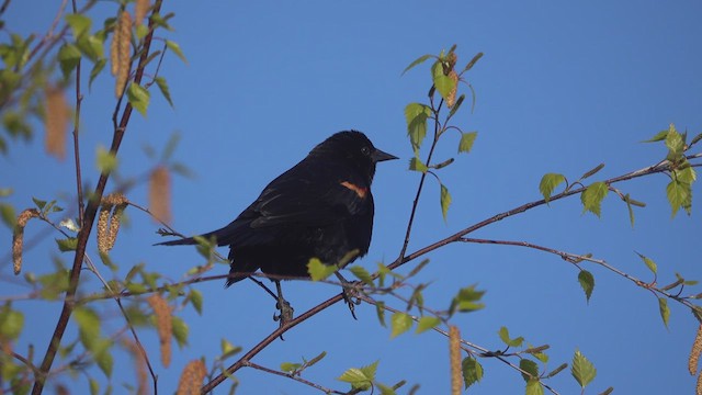 Red-winged Blackbird - ML617552523