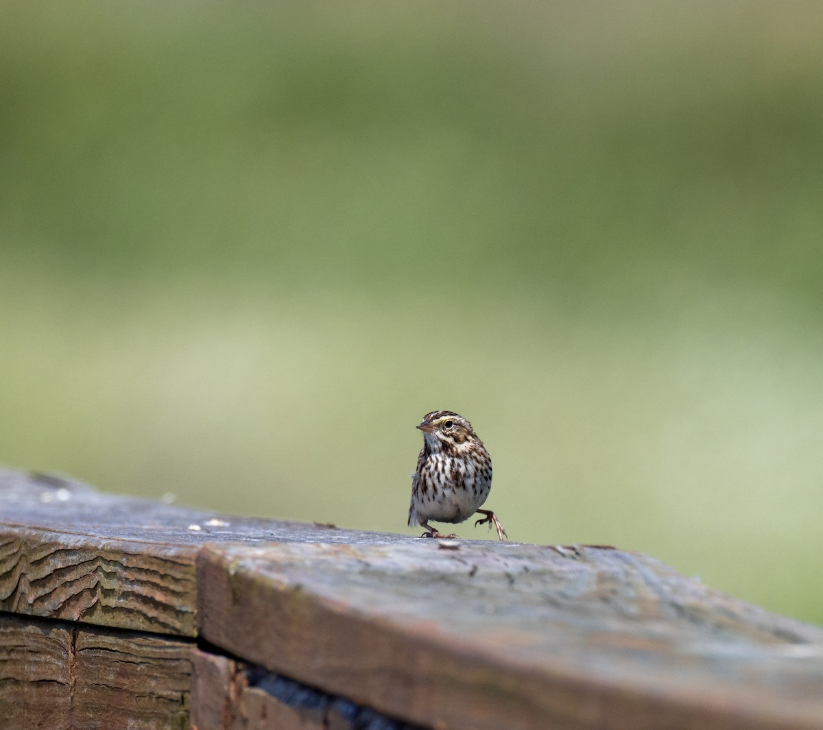 Savannah Sparrow - ML617552534