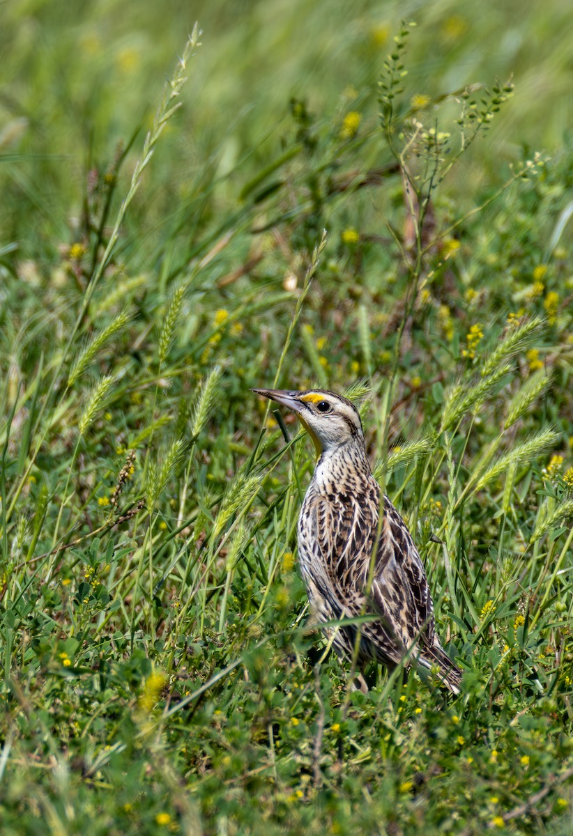 Eastern Meadowlark - ML617552544