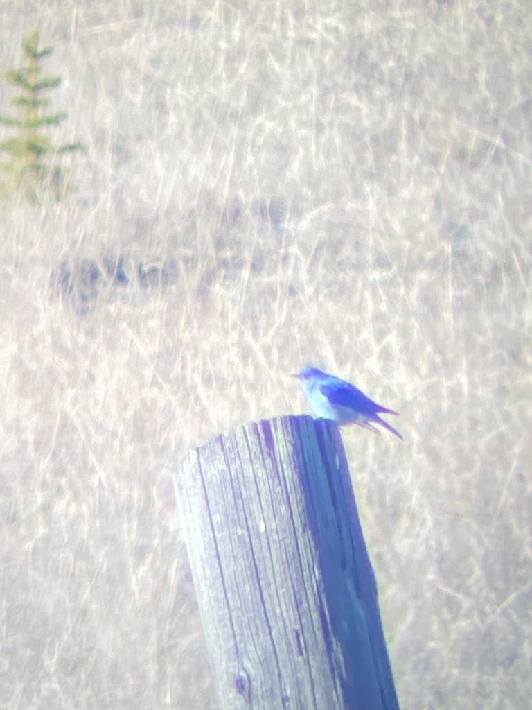 Mountain Bluebird - ML617552577
