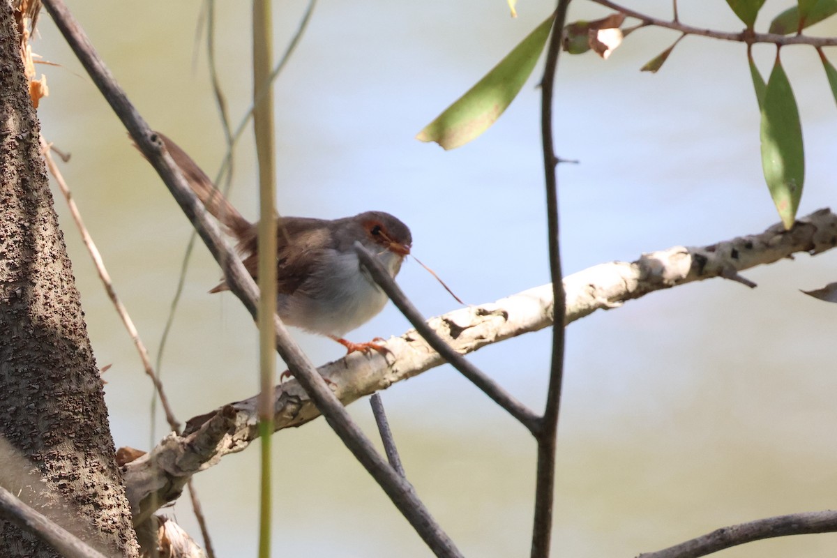 Superb Fairywren - ML617552595